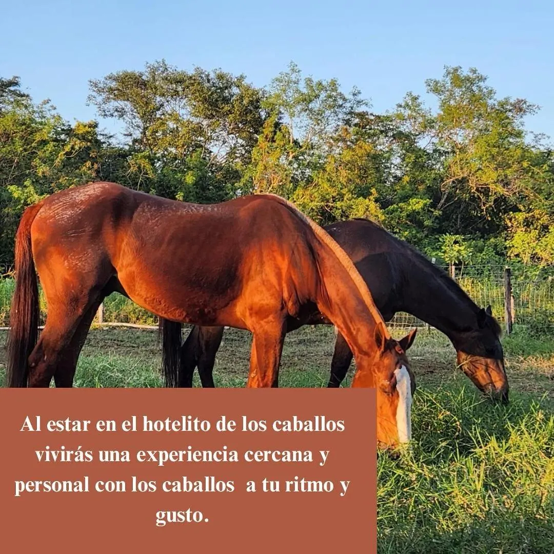 Campo Paraiso Suites Mérida 3*,  Mexiko